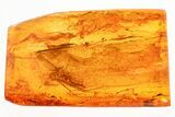 Rare Fossil Phantom Midge (Chaoborus) In Baltic Amber #362703-1